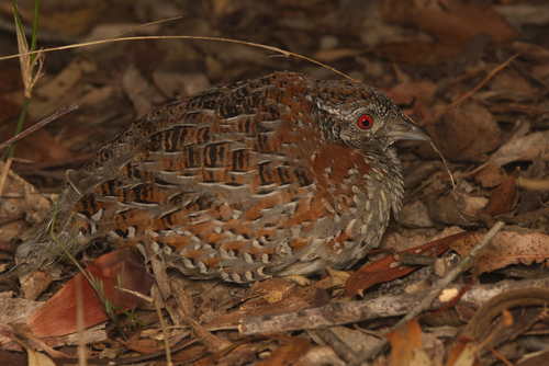 Painted Buttonquail (Turnix varius), photo 9