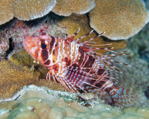 Pterois sphex observed 2025-10-11