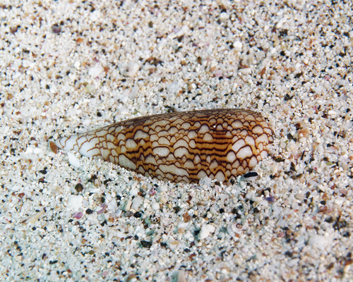 Conus textile observed 2025-10-11