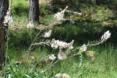 Asphodelus cerasiferus