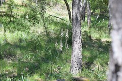 Asphodelus cerasiferus