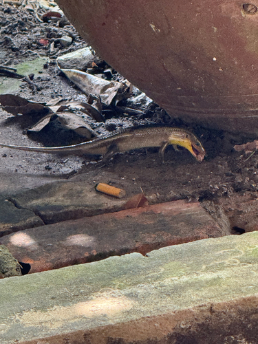 Common Sun Skink