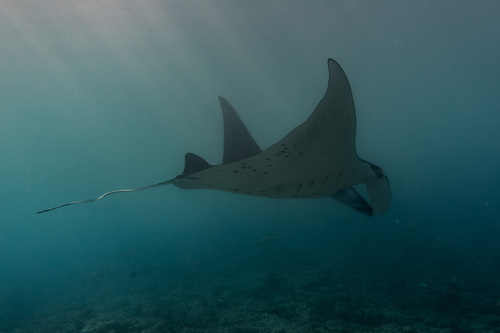 Reef manta ray