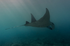 Reef manta ray