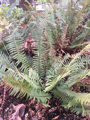 Polystichum munitum