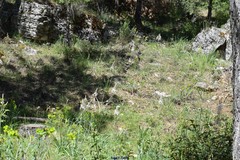 Asphodelus cerasiferus