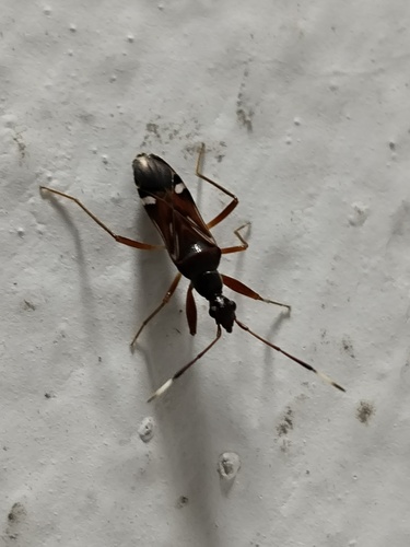 Paraheraeus eximius