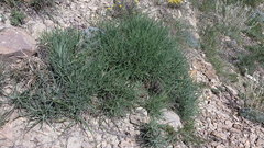 Jurinea stoechadifolia