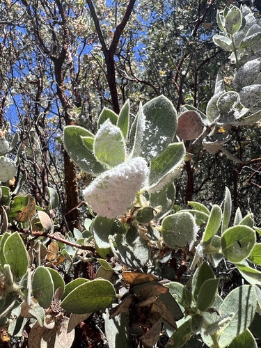 iNaturalist observation photo of Plant-parasitic Hemipterans