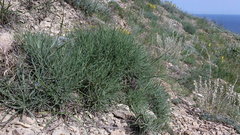 Jurinea stoechadifolia