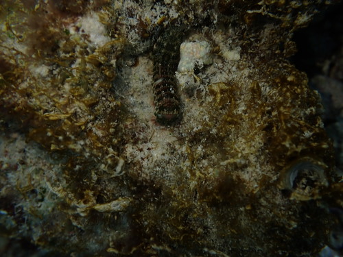 Gonodactylaceus falcatus observed 2025-10-13