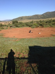 Connochaetes taurinus