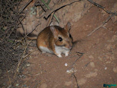 Meriones persicus