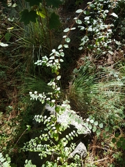 Symphoricarpos microphyllus