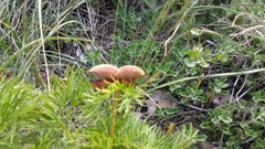 Paeonia tenuifolia