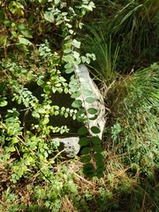 Symphoricarpos microphyllus