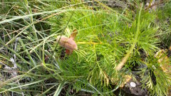 Paeonia tenuifolia