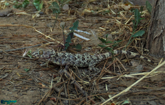 Tenuidactylus caspius
