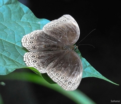 Ethope himachala
