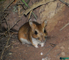 Meriones persicus