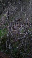 Aristolochia californica