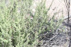 Mint Bush (Prostanthera grylloana)