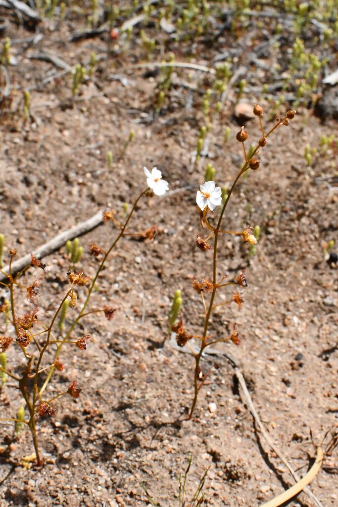 Drosera yilgarnensis R.P.Gibson & B.J.Conn 3