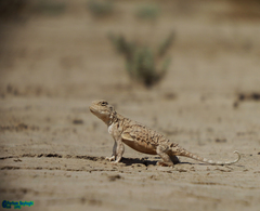 Phrynocephalus persicus