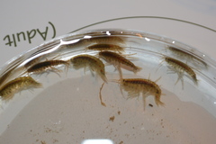 Gammarus fasciatus