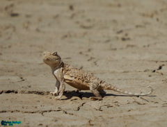 Phrynocephalus persicus