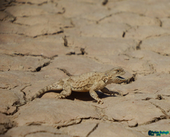 Phrynocephalus persicus