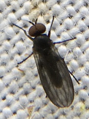Opetia nigra