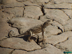 Phrynocephalus persicus