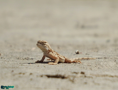 Phrynocephalus persicus