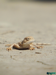 Phrynocephalus persicus