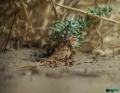 Phrynocephalus persicus