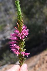 (c) Em Lamond, some rights reserved (CC BY) Eremophila calorhabdos, photograph (c) Em Lamond, some rights reserved (CC BY)