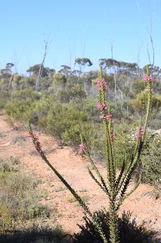 Eremophila calorhabdos, photograph 5