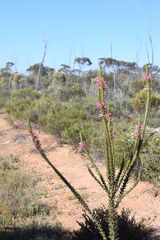 (c) Em Lamond, some rights reserved (CC BY) Eremophila calorhabdos, photograph (c) Em Lamond, some rights reserved (CC BY)