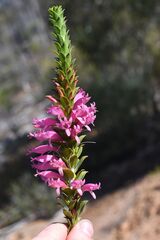 Eremophila calorhabdos, photograph (c) Em Lamond, some rights reserved (CC BY)