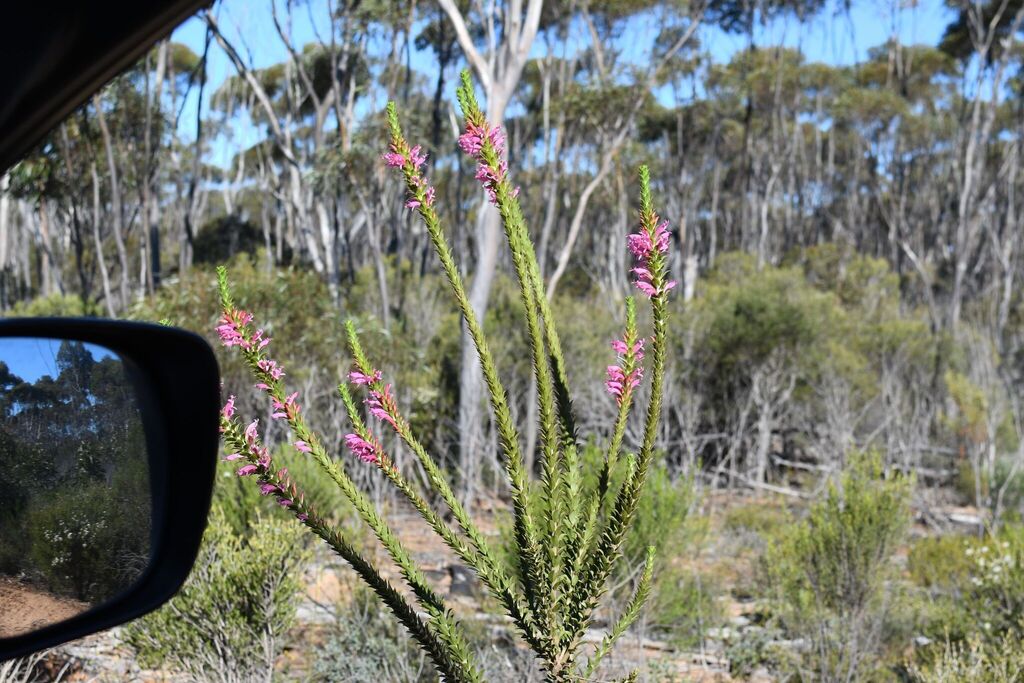 Eremophila calorhabdos; photograph (c) Em Lamond, some rights reserved (CC BY)