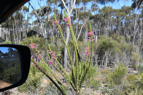 Red Rod (Eremophila calorhabdos)