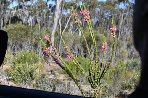 Eremophila calorhabdos, photograph 1