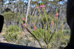 (c) Em Lamond, some rights reserved (CC BY) Eremophila calorhabdos, photograph (c) Em Lamond, some rights reserved (CC BY)