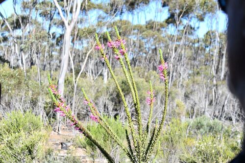 Eremophila calorhabdos, photograph 2