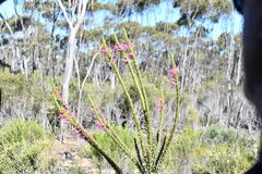 (c) Em Lamond, some rights reserved (CC BY) Eremophila calorhabdos, photograph (c) Em Lamond, some rights reserved (CC BY)