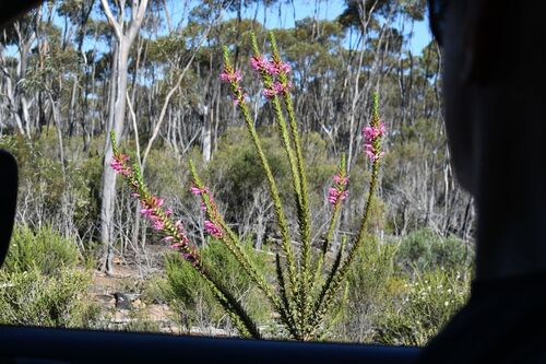 Eremophila calorhabdos, photograph 3