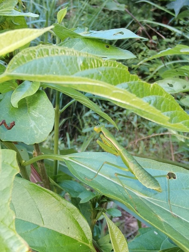 Anaxarcha sinensis