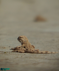 Phrynocephalus persicus