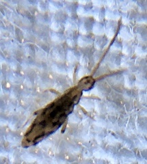 Entomobrya intermedia